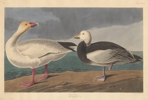 Sneeuwgans, 1837 door John James Audubon